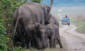 Jim Corbett National Park Travel Guide - Sipping Thoughts 5