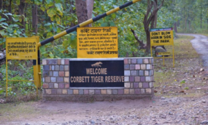 Jim Corbett National Park Travel Guide - Sipping Thoughts 2