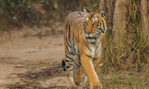 Jim Corbett National Park Travel Guide - Sipping Thoughts 3