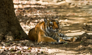 Jim Corbett National Park Travel Guide - Sipping Thoughts 6