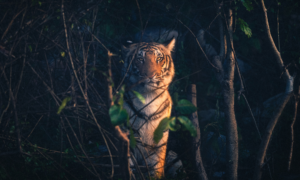 Jim Corbett National Park Travel Guide - Sipping Thoughts 8