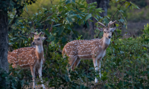 Jim Corbett National Park Travel Guide - Sipping Thoughts 7