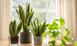 indoor plants - sipping thoughts 1