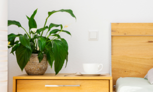indoor plants - sipping thoughts 2