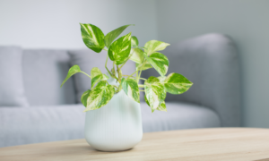 indoor plants - sipping thoughts 3