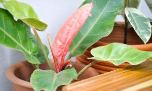 indoor plants - sipping thoughts 4