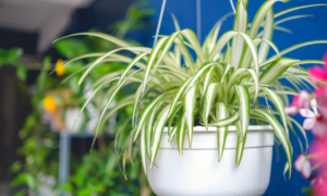 indoor plants - sipping thoughts 5