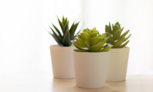 indoor plants - sipping thoughts 6