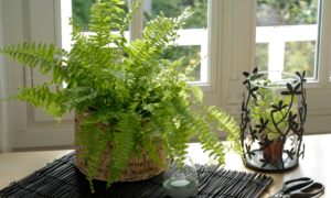 indoor plants - sipping thoughts 7