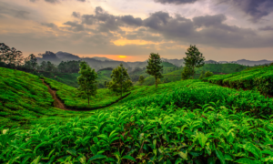 Travel destination in India for nature lovers- sipping thoughts