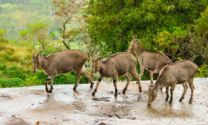 Travel destination in India for nature lovers- sipping thoughts 3
